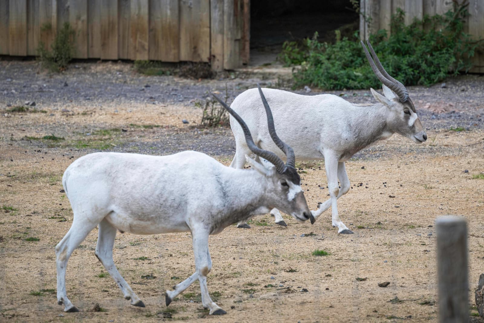 Two white addax with curved horns walking on sandy ground near a wooden structure.