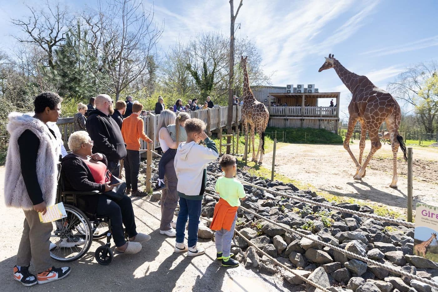 A group of people stand outside in the sunshine watching two giraffe walk past