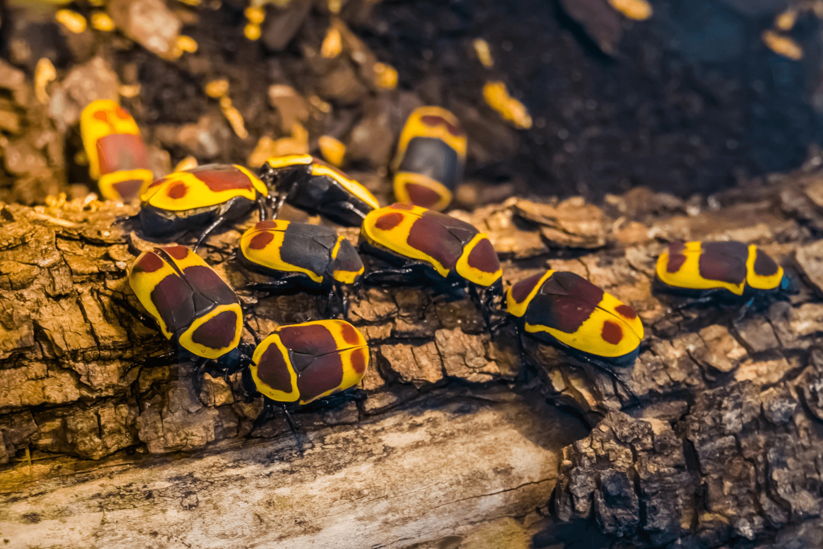 A group of sun beetles on a log