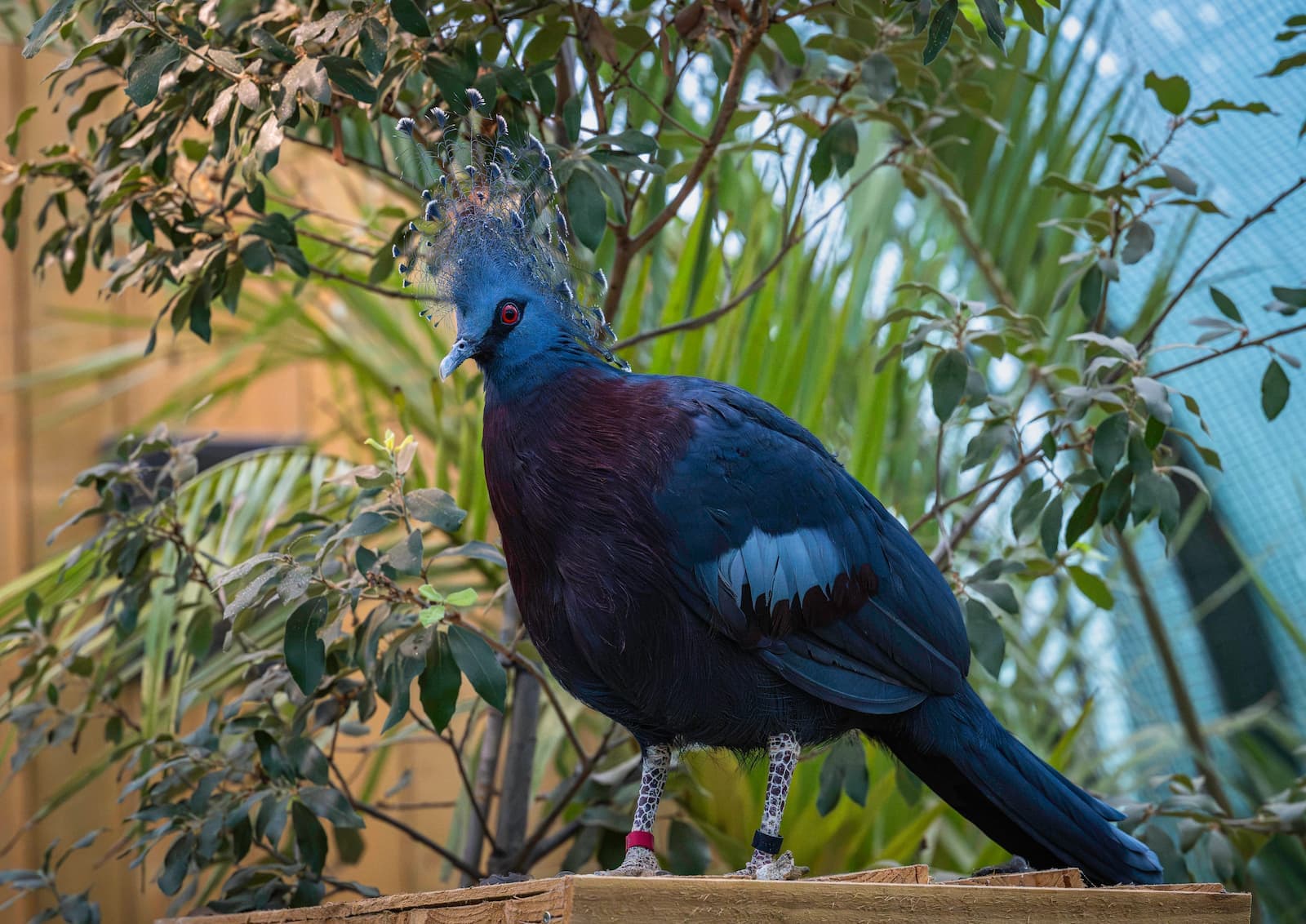 A large blue bird standing in front of greenery
