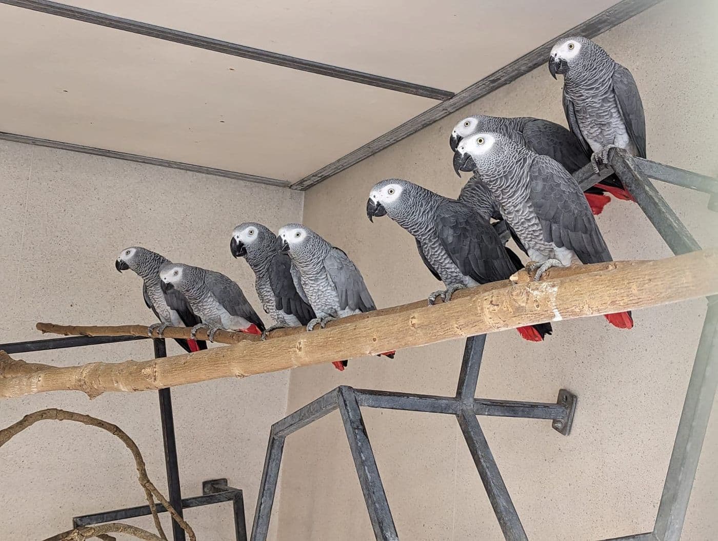 A group of African grey parrots perched along a branch in an indoor habitat