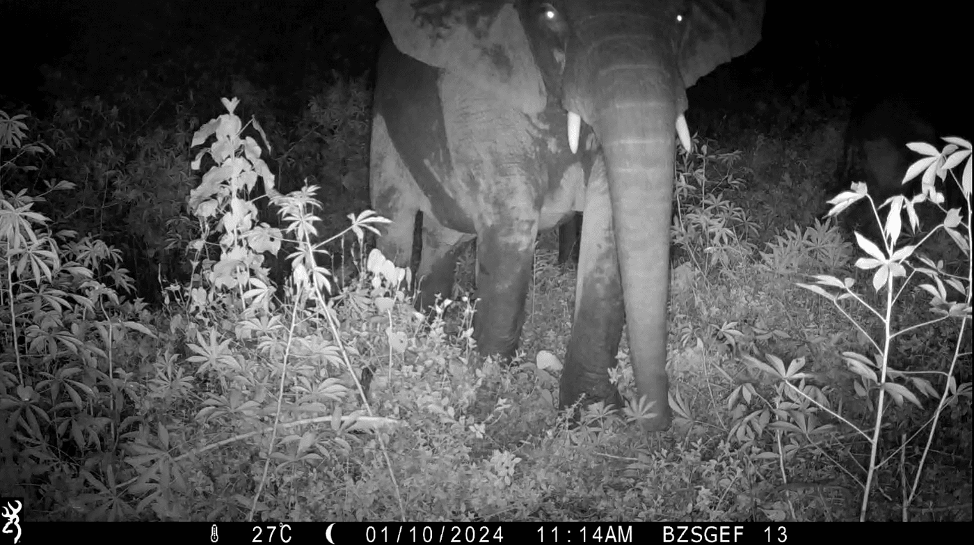 A large elephant caught on a camera trap in the dark surrounded by foliage