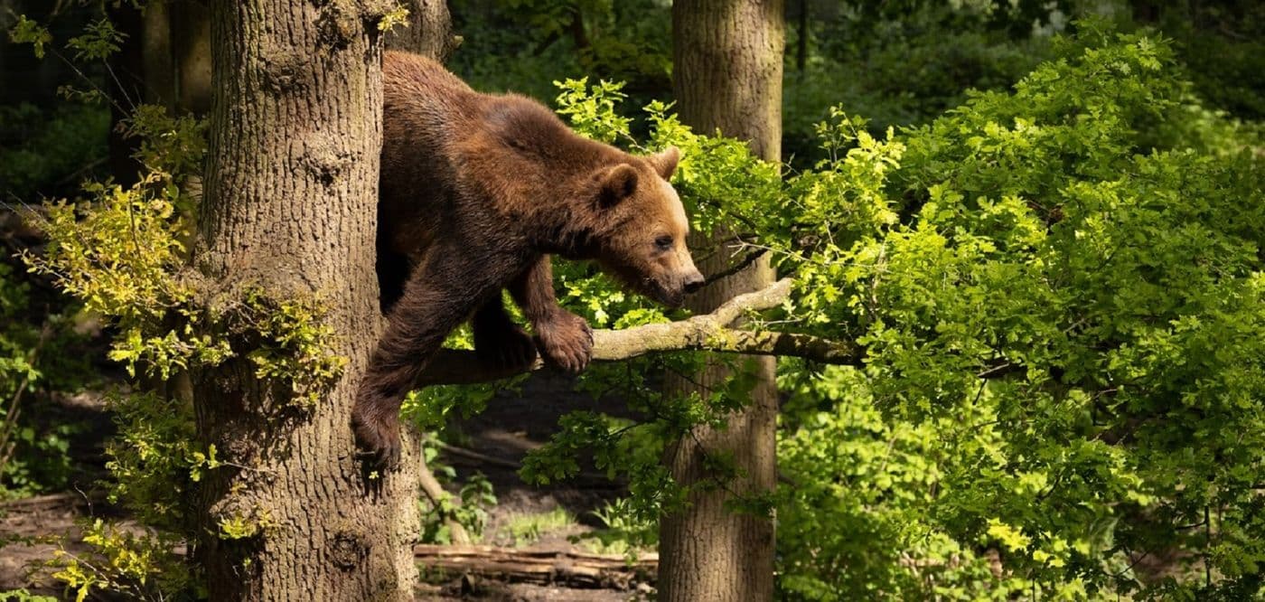A brown bear in a tree