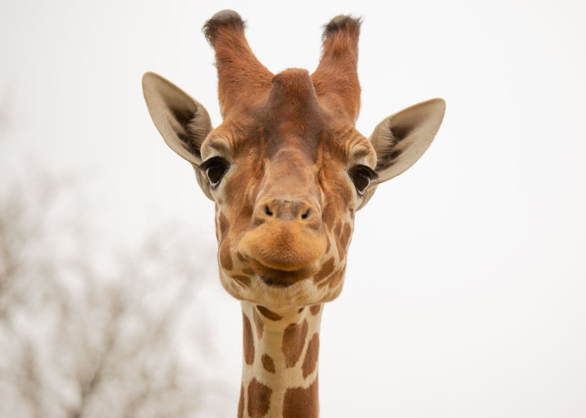 A close-up shot of a giraffe looking directly at the camera.