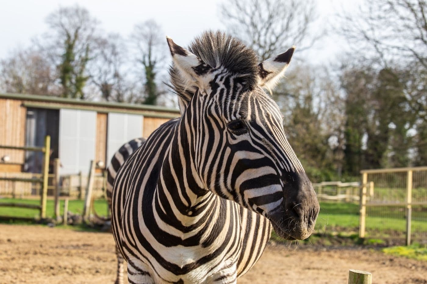 A close-up shot of a zebra in its enclosure.
