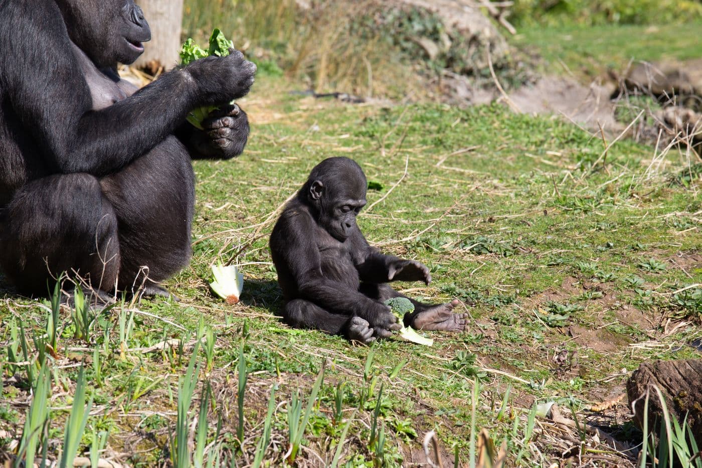 A young gorilla and an adult gorilla eating vegetables.