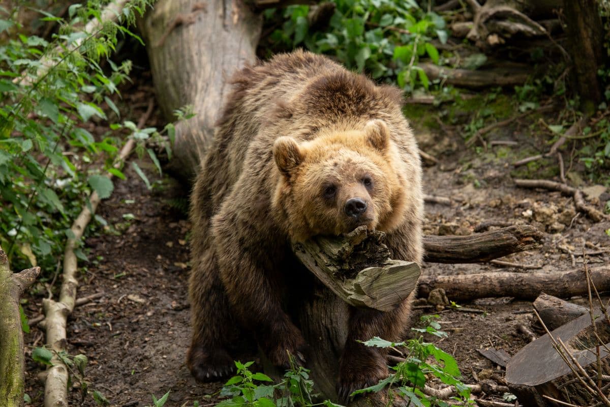 A brown bear lounging on a tree trunk facing the camera.
