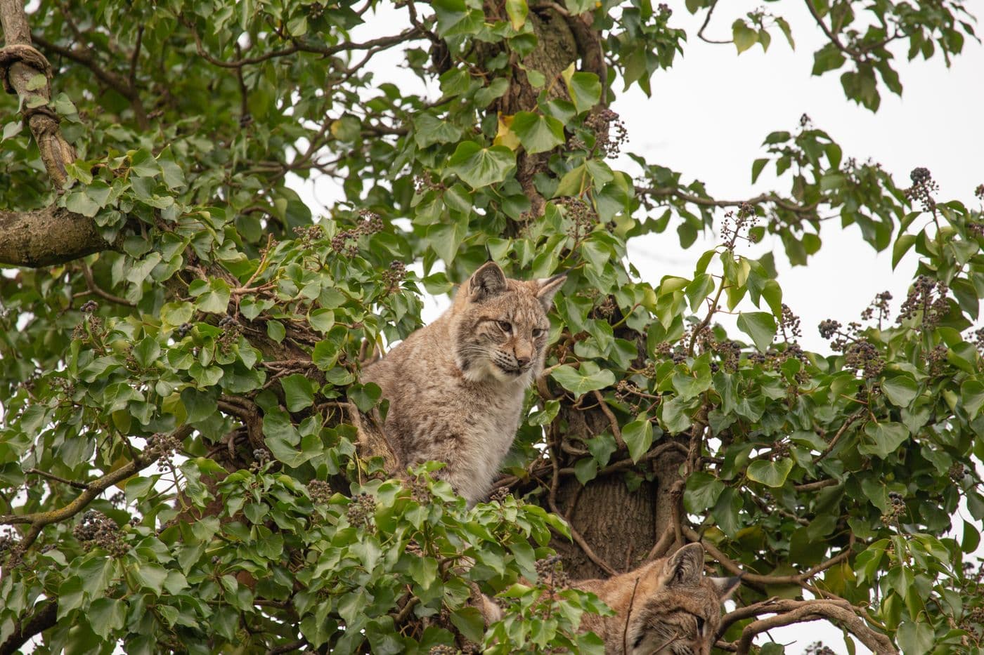 A lynx sitting high up in a tree.