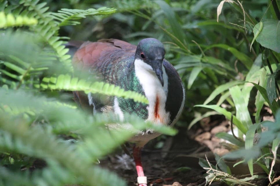 A bleeding-heart dove seen in close up, sat on the ground surrounded by green ferns