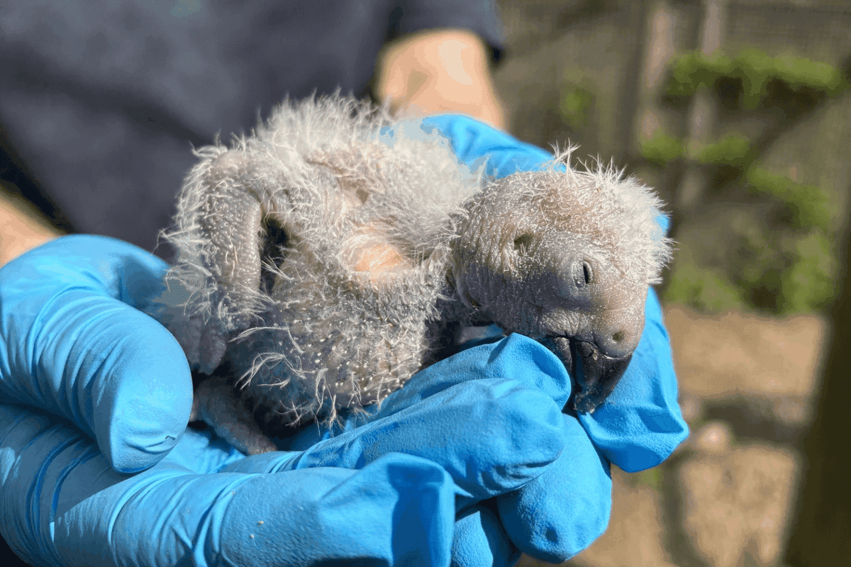 An African grey parrot chick being held in gloved hands
