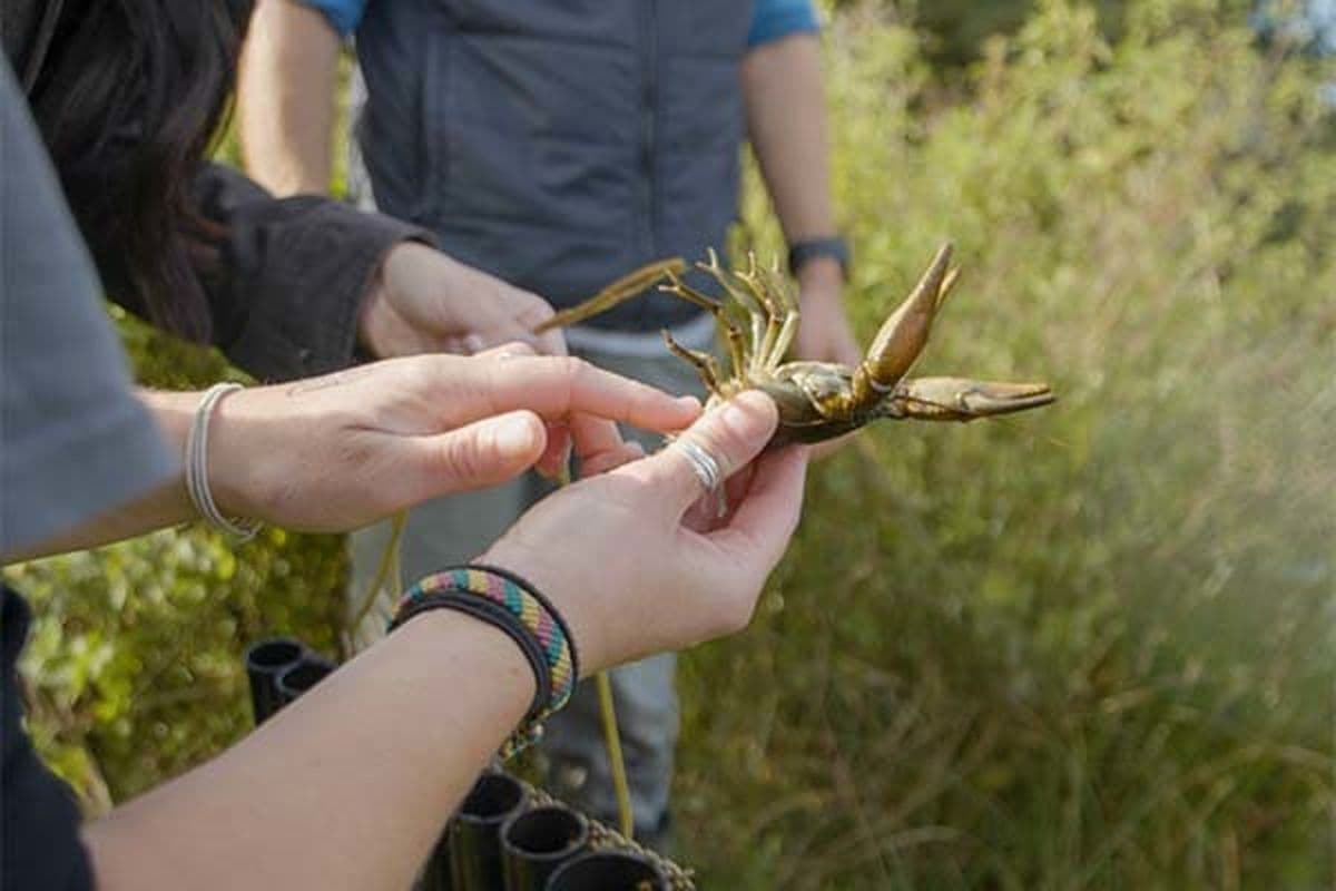 A white clawed crayfish is being examined in a marsh area by experts